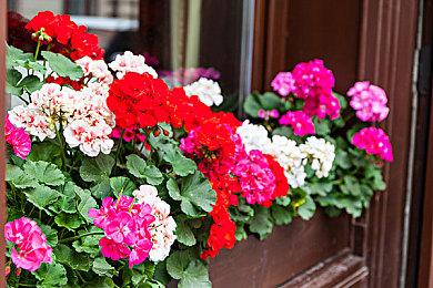 《幻想生活》续作免费DLC公开 好评开放世界生活冒险